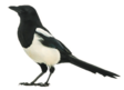 03013w2i-216b-112x81.png