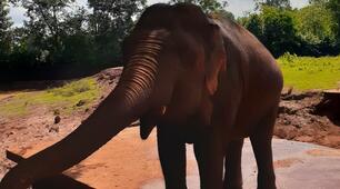 Всесвітній день слонів або World Elephant Day