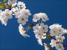03013zp7-3f68-320x239.jpg