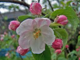 03013zp8-70ee-323x242.jpg