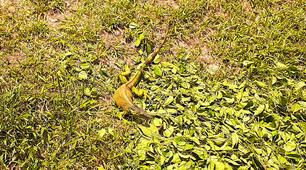 Всесвітній день ящірки