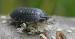 03014aw7-a1bd-300x156.jpg