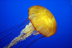 03014bl7-c511-300x199.jpg