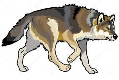 Вовк малюнок Vector Art Stock Images | Depositphotos