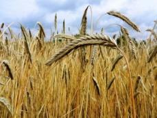 У світі зростає попит на жито