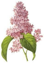 Сирень с блеском. Ветка сирени png