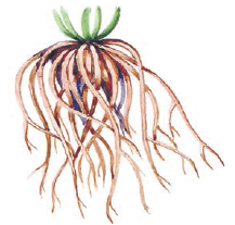 03014q53-b05b-217x207.png