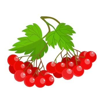 Изображения Viburnum Opulus | Бесплатные векторы, стоковые фото и PSD