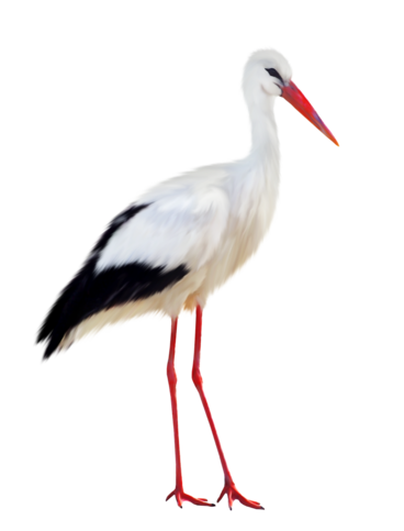 Лелека PNG колекція зображень безкоштовно скачати - Crazy Png-PNG зображення безкоштовно скачати-Crazy Png--PNG зображення безкоштовно скачати