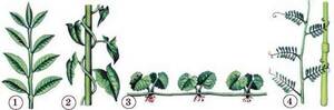03014rlw-6d17-300x99.jpg