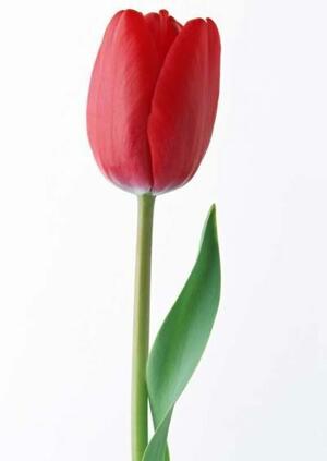 03014sjl-c25a-400x564.jpg