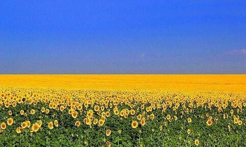 ОСЬ ВІН, ПРИРОДНИЙ ПРАПОР УКРАЇНИ! ))) ЯКА КРАСА! | Landscape, Ukrainian art, Landscape photography