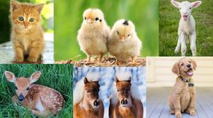 Ілюстрація до вправи  baby animals