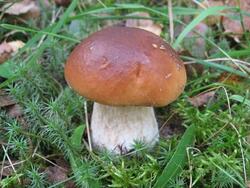 03015657-3f05-250x188.jpg