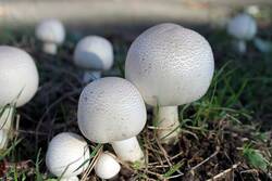 03015672-62c2-250x167.jpg