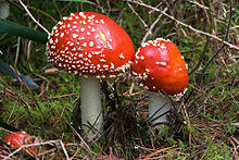 0301567r-2a1f-220x147.jpg