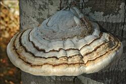 0301584p-08d2-250x166.jpg