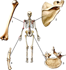 03015erd-37d9-228x242.png