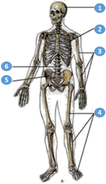 03015ewb-e52d-213x369.png