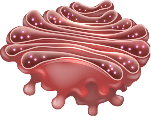 03015ipj-4ade-500x387.png