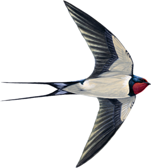 03015lbw-1e99-300x335.png