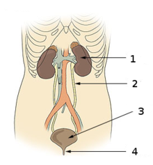 03015lcf-9efe-220x237.png