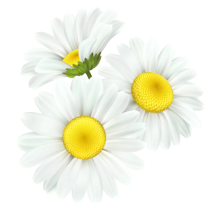 03015lei-ee12-300x303.png