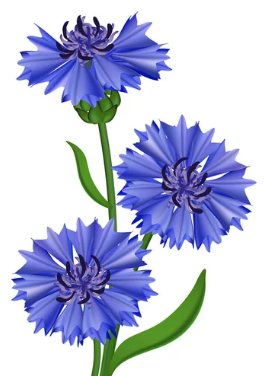03015ley-6ff1-300x424.png