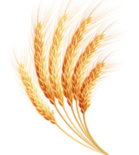 03015ljm-8cba-200x222.png