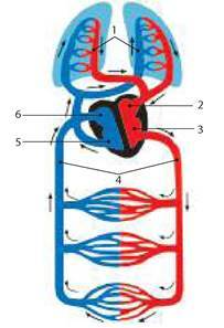 03015mvi-9620-203x297.jpg