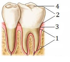 03015or0-814f-223x198.png
