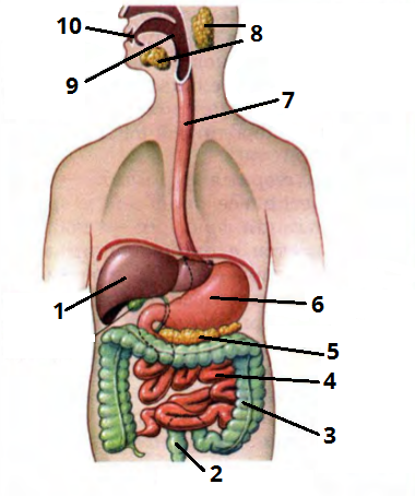 03015ou0-efe1-380x454.png
