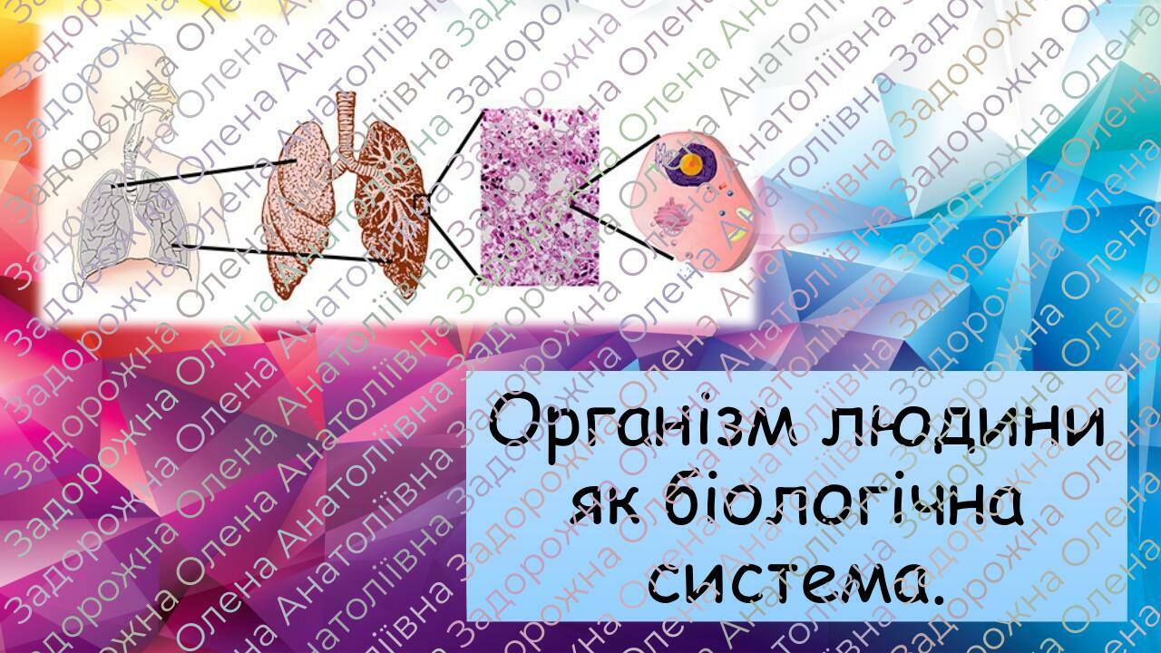Організм людини як біологічна система | Презентація. Біологія