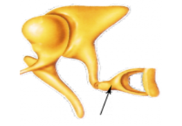 03016fqt-e9f8-263x182.png