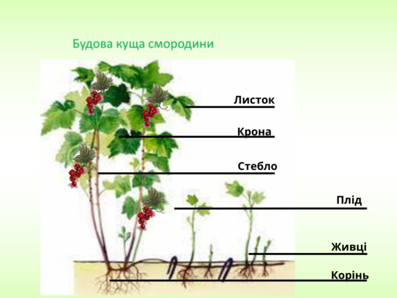03016wor-3762-575x431.png