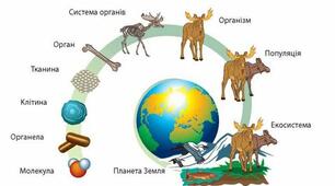 10 кл. Тест "Рівні організації біологічних систем. Стратегія сталого розвитку природи і суспільства"