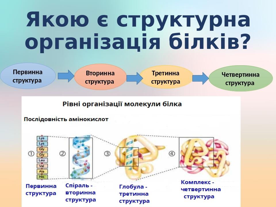 Презентація "Органічні молекули. Поняття про біологічні макромолекули ...