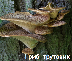 03017gzc-2a83-298x253.png
