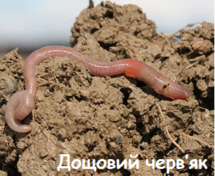 03017gzg-5d29-306x250.png