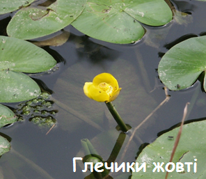 03017gzv-e211-296x257.png