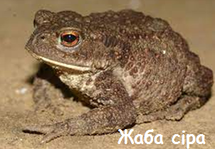 03017h4a-66d3-302x210.png