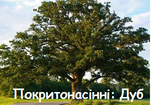 03017h4d-8547-302x210.png