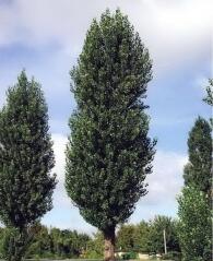 Тополя чорна Італіка, Populus nigra Italica ціна, купити Київ, догляд, посадка, опис, фото.