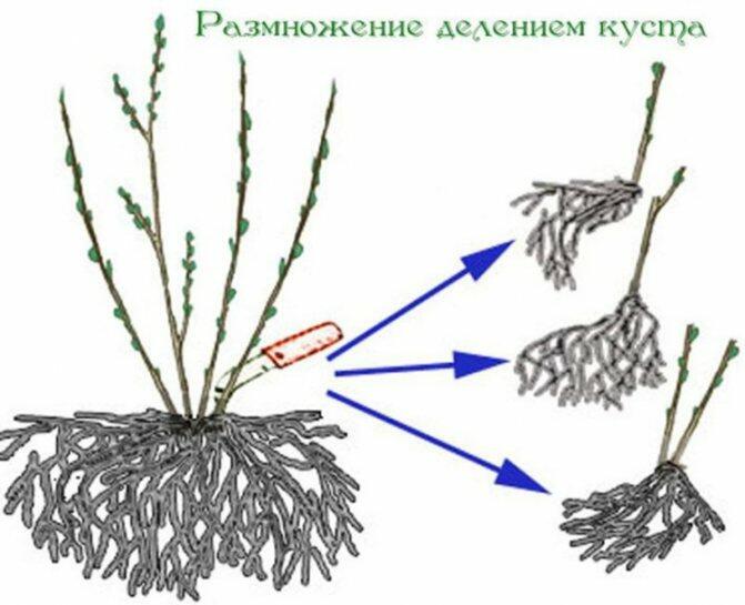 Як розмножити агрус живцями, відводками: навесні, влітку, восени, відео, інструкція і правила живцювання