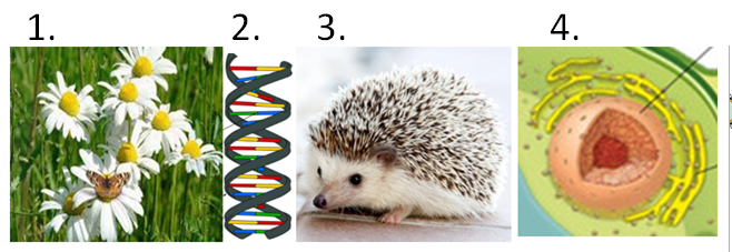 03017sbl-08f8-658x227.png