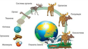 Рівні організації біологічних систем