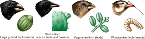 03017zv2-6871-508x140.png