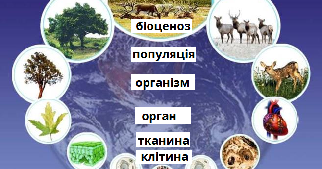 Үйдегі жетілген топтық секс видео