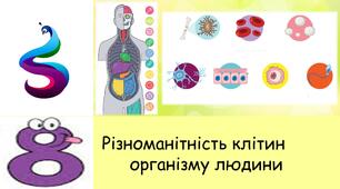Презентація на тему: "Різноманітність клітин організму людини"
