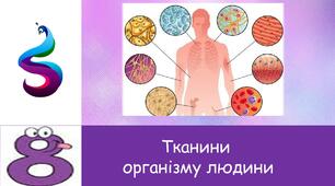 Презентація до уроку : "Тканини організму людини"